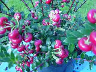 Gaultheria mucronata berry bush shrub winter colour purple berries pink berries mail order mature plant